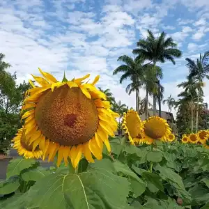 Palm Royale Cairns - 73
