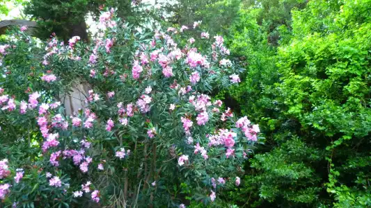Simge Pension - 8
