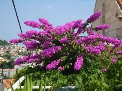 Anna Guesthouse - 15