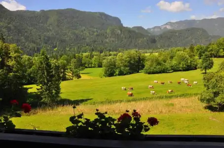 Nature Lukanc Bled - 17