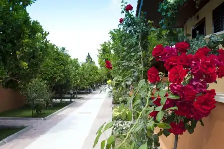 Ozlem Garden - All Inclusive - 66