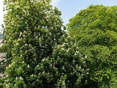 The Luzern, Autograph Collection - 141