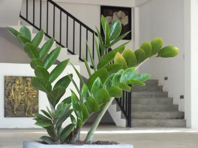 Amelia Resort - 4