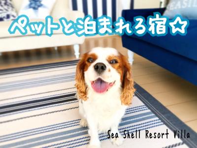 Sea Shell - 9