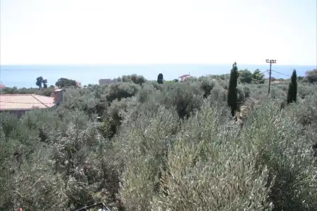Sea Sun - 130