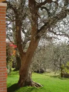 Agriturismo Le Tese - 8