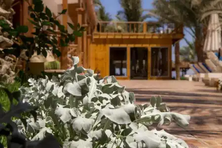 Acacia Dahab - 46