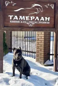 Tamerlan - 0