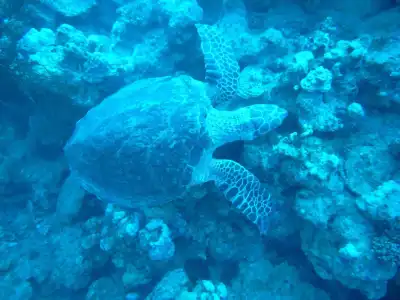 Seaview Dahab - 3