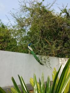 Saman Resort - 45