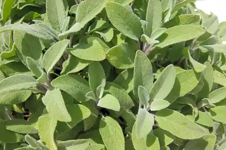 Intorno al Fico - 29