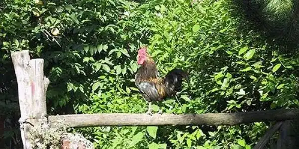 La Gallina Felice B&B - 12