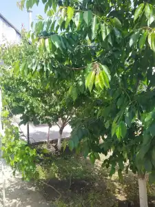 Vanand Guest House - 11