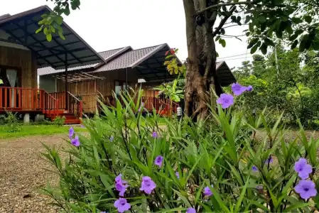 Chiang Dao Reset - 15