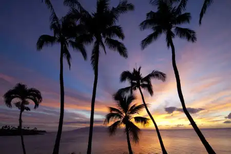 Napili Kai Beach Resort - 12