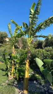 La Maison Corfu - Adults Only - 20