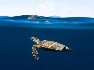 The Nautilus Maldives - 45