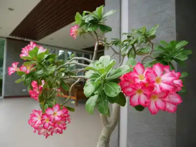 Gypsy Sea View Resort - 40
