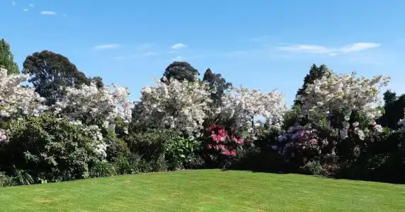 Maples on Harewood - 47