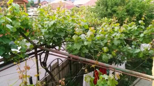 Guest House Gelit - 2