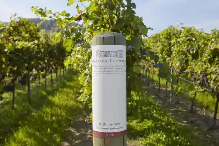 Consulat des Weins - 6