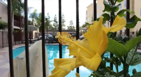 Budget Inn Anaheim - 6