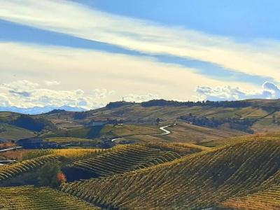 Red Wine Camere - 48