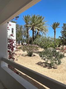 Bougainvillier Djerba - 52