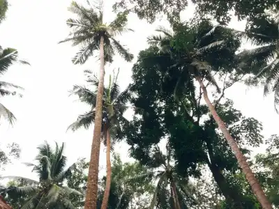 Koh Mook Resort - 72