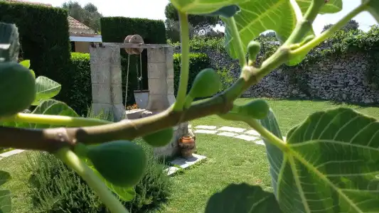 Agriturismo Masseria Costarella - 13