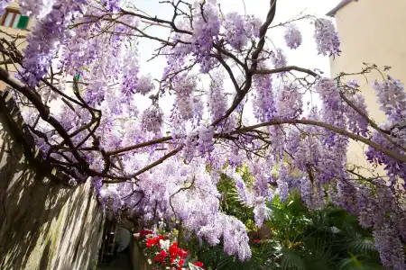 Locanda Orchidea - 11