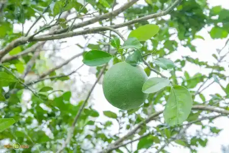 Phu Quoc Pomelo Garden - 25