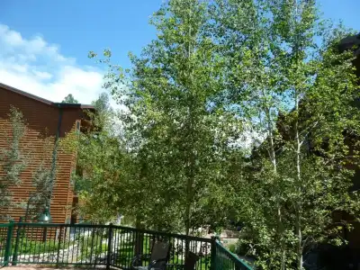 Ruidoso River Resort - 7