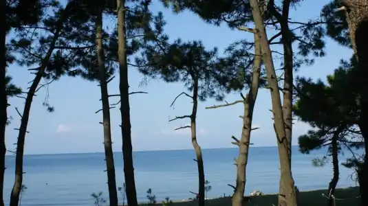 Mana-Mana - 12