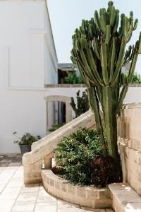 Masseria San Martino - 22