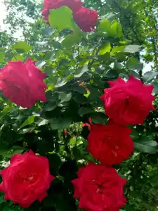 ShymHostle - 2