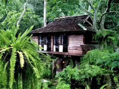 Fern Paradise - 13