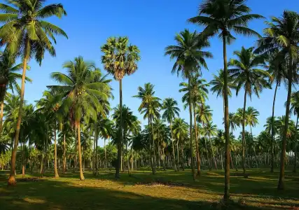 Sunrise Resort - 3