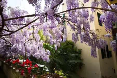 Locanda Orchidea - 12