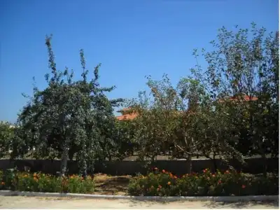 Sani Family - 7