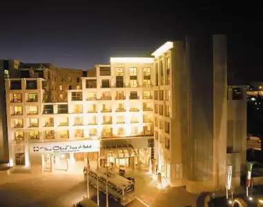 Olive Tree - 21