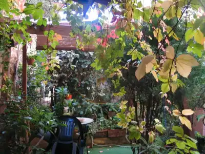 The Garden - 14