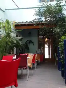 Parrots - 25