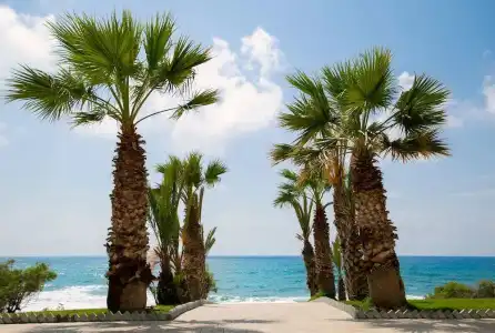 Louis Paphos Breeze - 33