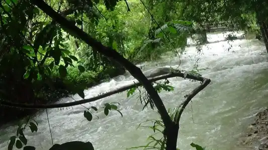 Tree Top River Huts - 27