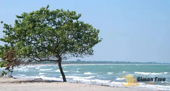 Giman Free Beach Resort - 11