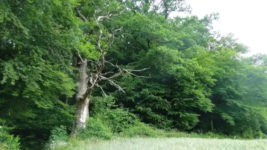Höxter Am Jakobsweg - 23