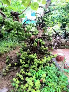 Hue Lotus Homestay - 35