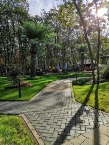 Utopia Forest - 11