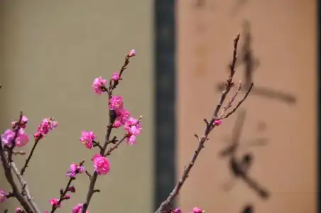 Urayu Ryokan Urashima - 51